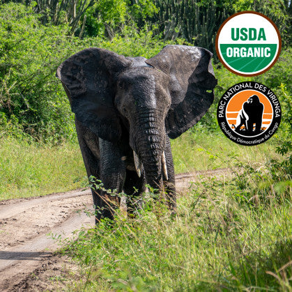 DR CONGO ~ ORGANIC KIVU GORILLA BLEND
